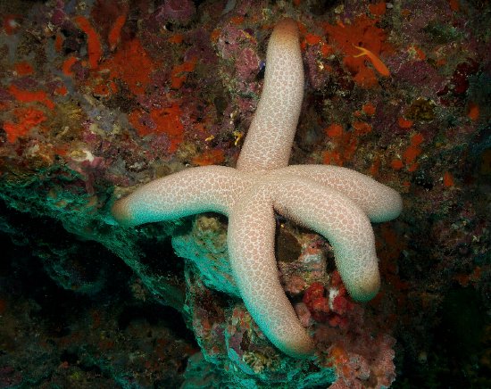  Thromidia catalai (Brown Tipped Sea Star, Heavy Starfish, Fat Sea Star)